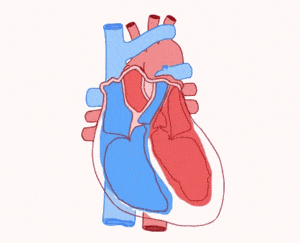 心脏|心跳快点好还是慢点好？理想状态是？