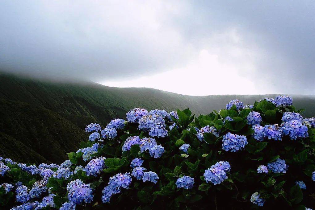 自然环境Pantone发布了2022年度流行色——长春花蓝