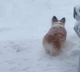 大金原来柯基都是这么打招呼的...哈哈哈这是太怂了,还是太有心机?