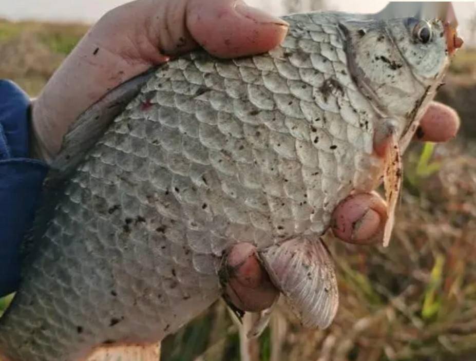 冬季矶竿串钩不同的绑钩方法,让你轻松擒获大板鲫_鲫鱼_蚯蚓_爆炸