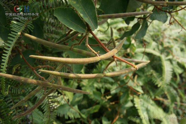 中药材古羊藤_广西_马连鞍_棕色