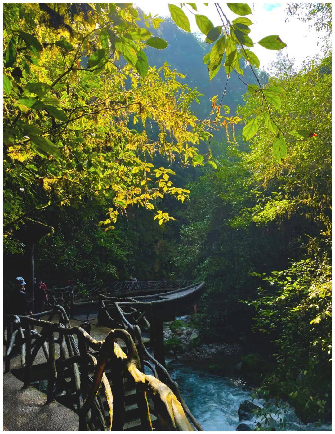 为什么都说冬天总要来一次巴山大峡谷