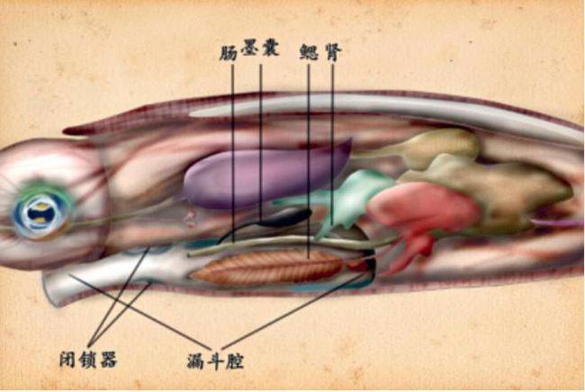 鱿鱼的内部解剖图图片