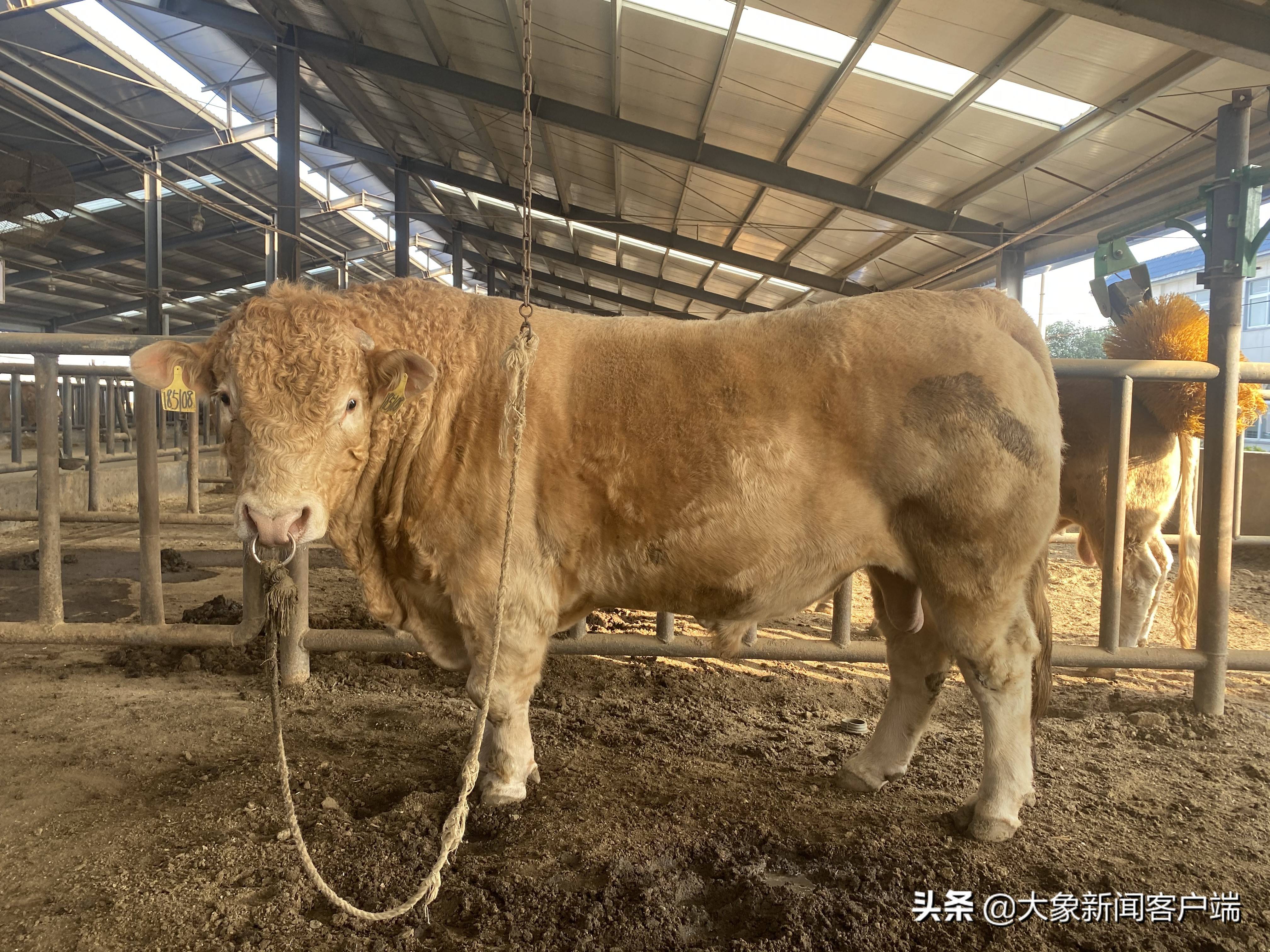 驻马店泌阳夏南牛最重14吨看完生活环境其它牛都慕了