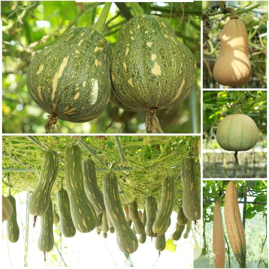 130个专家推荐品种公布,含辣椒,番茄,南瓜,茄子等7大类蔬菜