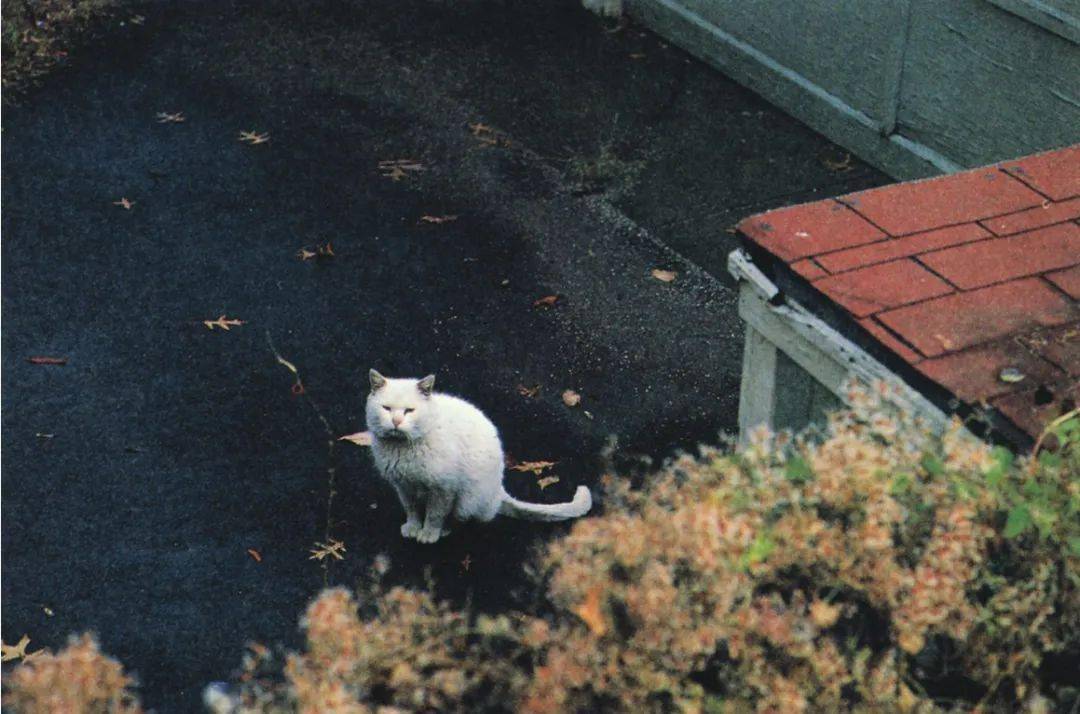 看来看去还是猫咪可爱村上春树的猫咪日记