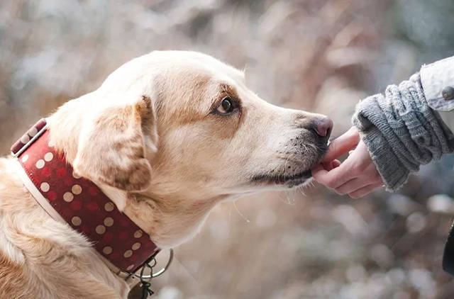 狗为什么喜欢舔主人狗舔人是代表什么