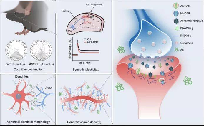 阿尔兹海默病小鼠模型海马受体功能缺陷和突触可塑性