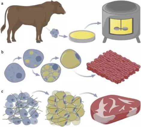 迄今為止,關於細胞培養肉的大多數試驗和理論研究都集中在常見肉製品