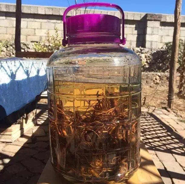 客家人竟然用这些东西浸酒难怪他们身体那么猛