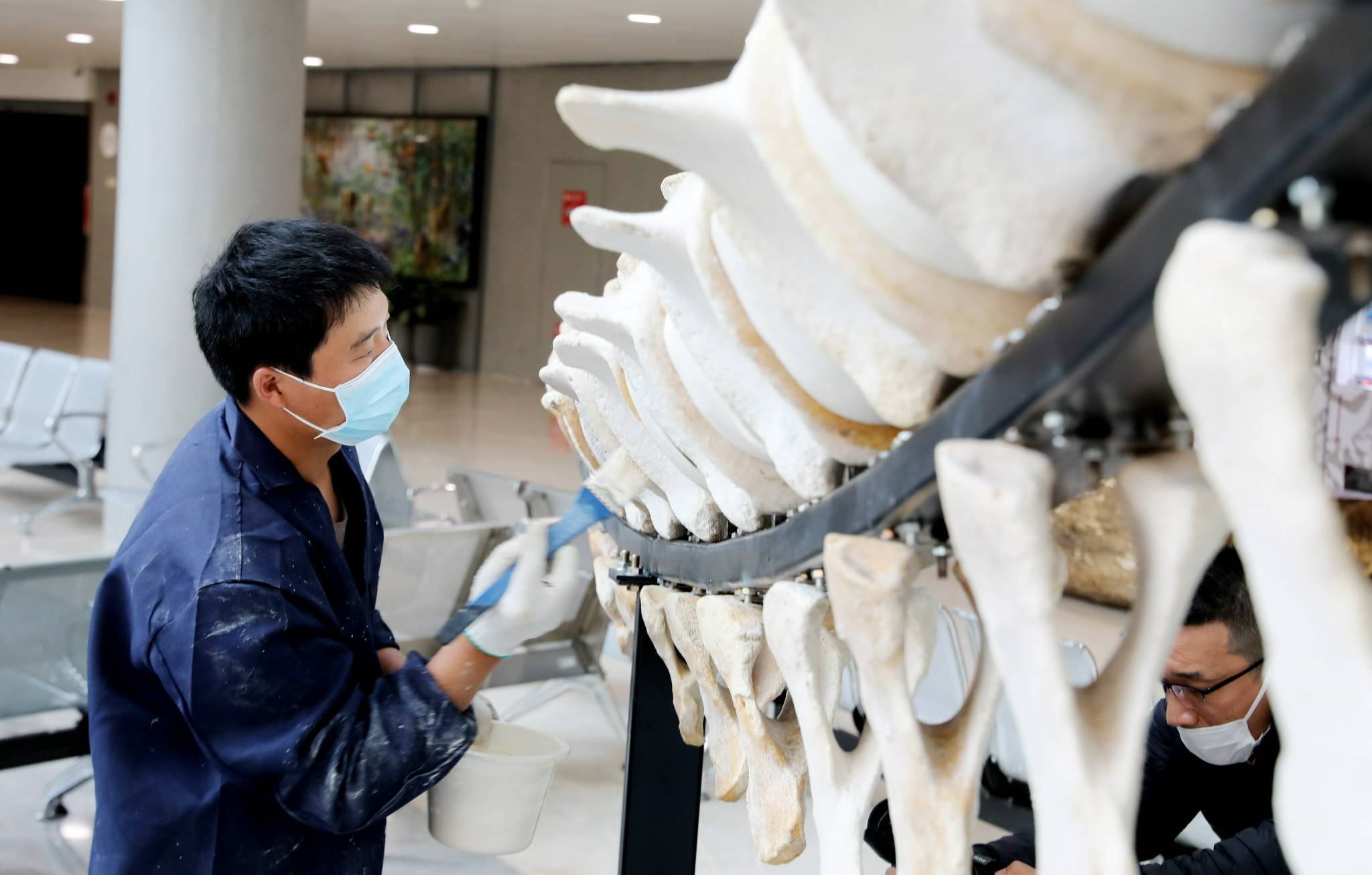 长须鲸骨骼标本在上海自然博物馆搭建完成