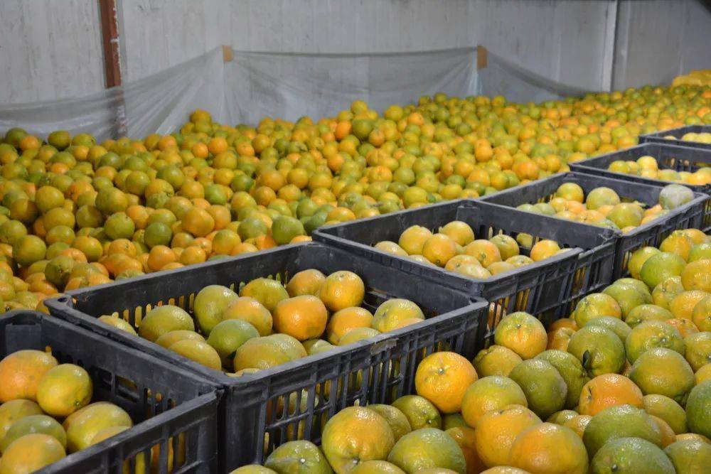 茶山,仙岩,娄桥,泽雅等地,其中三垟湿地作为瓯柑原产地的核心区域,现