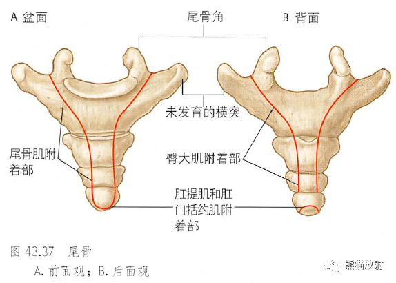 肋橫突韌帶鉤椎關節(箭)寰枕關節,寰樞關節骨盆的韌帶椎體的體表標誌