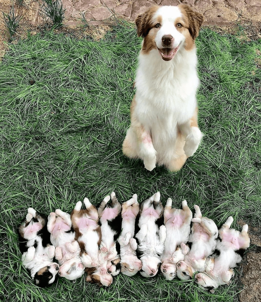 兽医刚刚接生了一窝狗宝宝,将它们从产房端出来的画面……萌哭了!