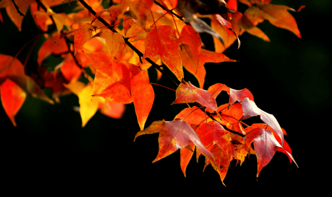 深秋别样红,世纪公园碧云红叶,灿烂如霞_意境_秋园_游客