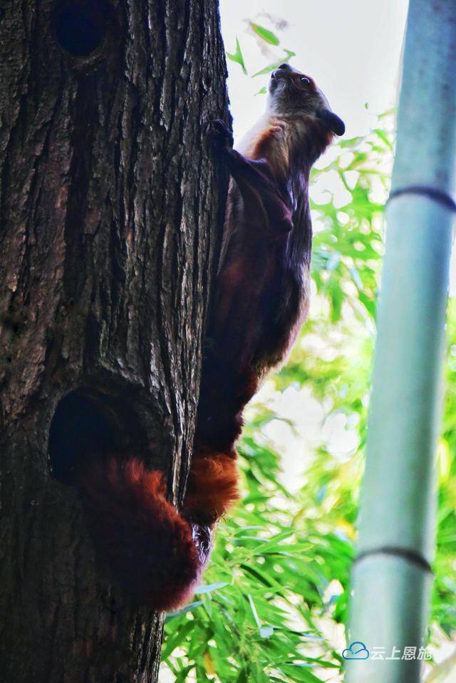 偶遇!利川又现"飞虎"