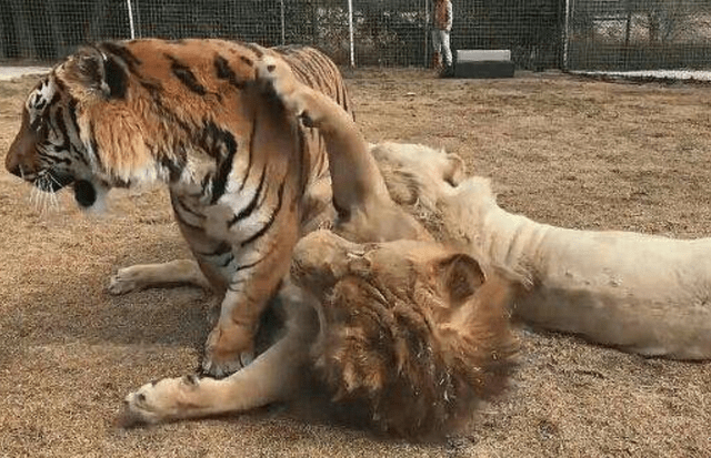 老虎将雄狮按在地上摩擦狮子挣扎着起身老虎一个猛扑怂了