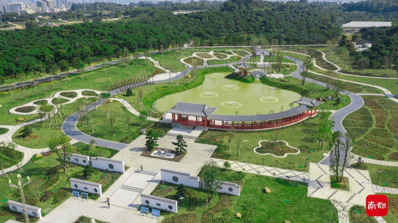 五指|松岗街道：为城市添绿，托起市民满满的“绿色幸福感”