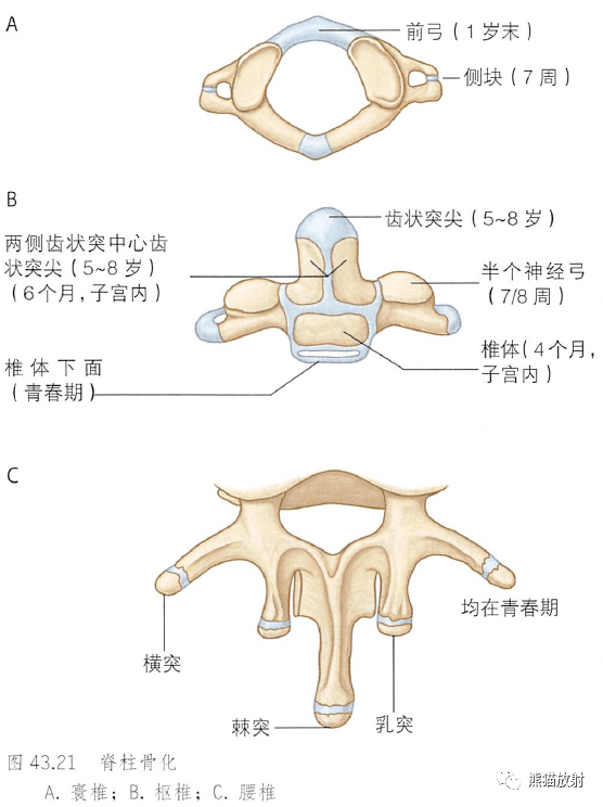 椎体骨小梁图片