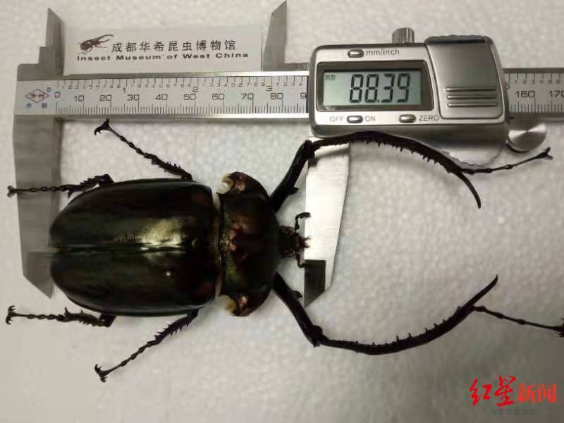 首次青城山发现世界最大的长臂金龟阳百万自然繁育幼虫