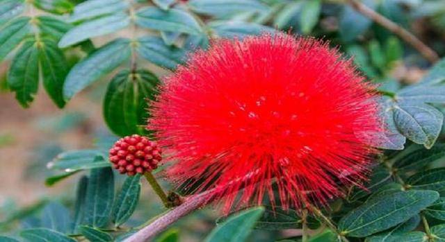 榕树花与合欢花图片对比