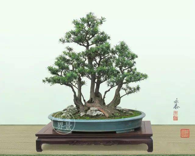 镇宅之树_cm_作品_罗汉松