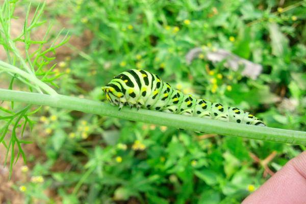 菜园子里常见的大虫子原来这就是漂亮的金凤蝶幼虫