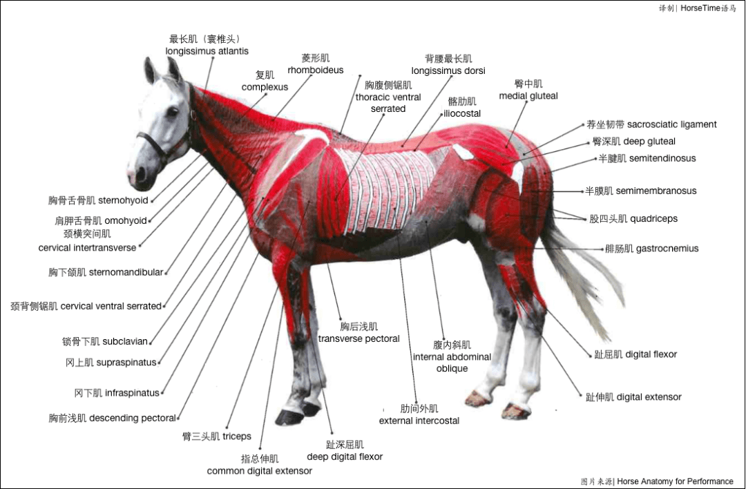 【科普】马的肌肉概述