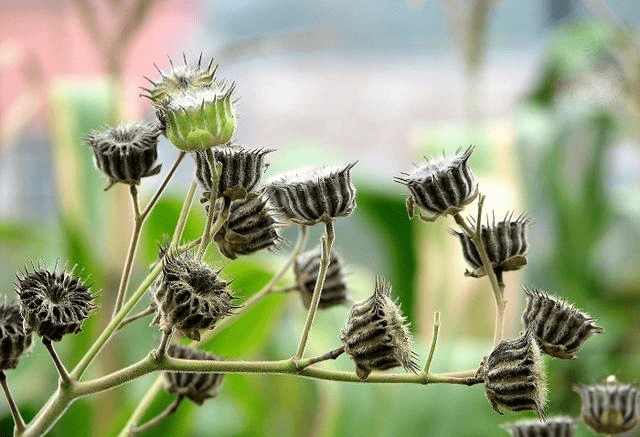 此物人称"车轮草",路边到处是,能治耳聋耳鸣,可惜懂的人太少_植物_小