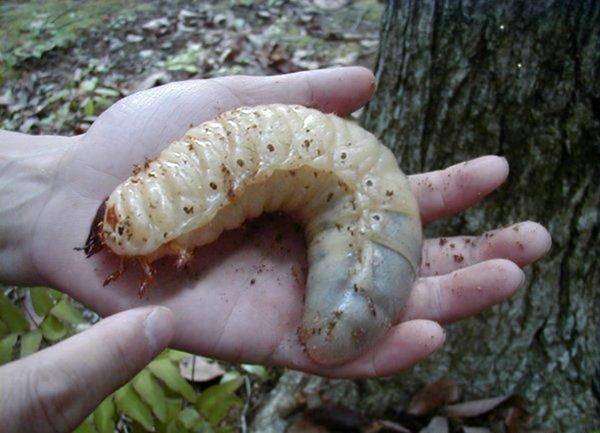 女子野外发现一只巨型幼虫 带回家饲养 长大的样子让她惊喜 虫子 甲虫 手掌