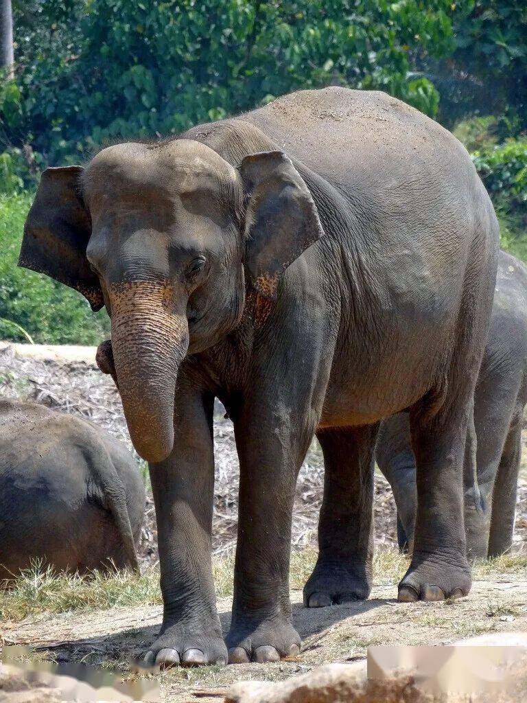 不长大象牙的锡兰大象_纳瓦拉_佛牙_游人