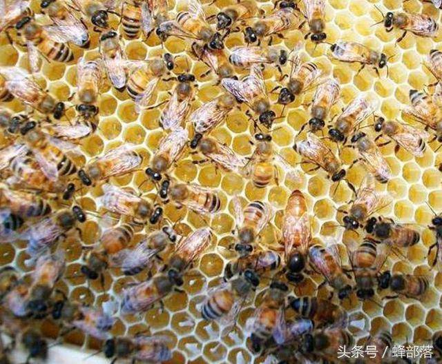 用工蜂产卵的雄蜂与蜂王交尾结果你绝对想象不到