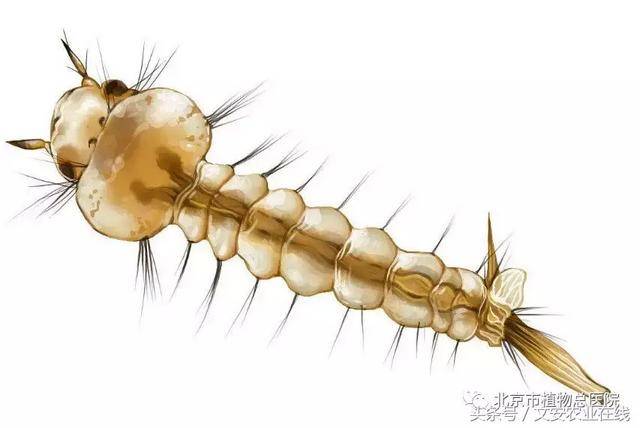 孑孓或许是你的世界里最可恶的昆虫