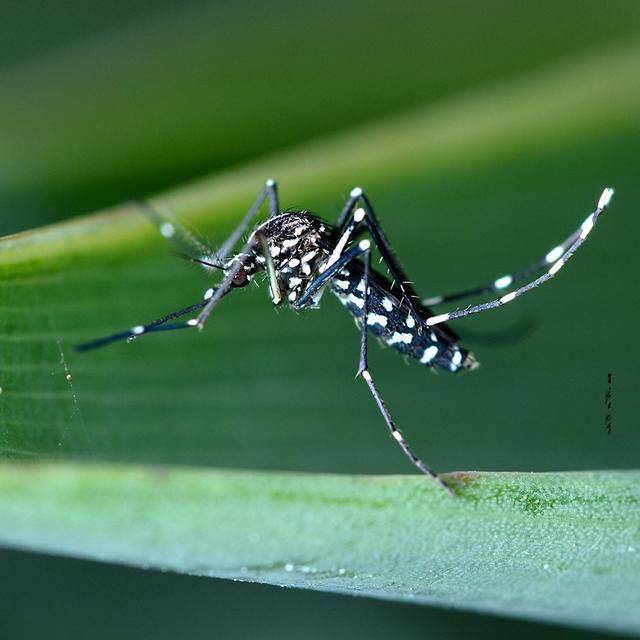 这种花蚊子在美国造成二战以来最严重医学昆虫事件我国或更多