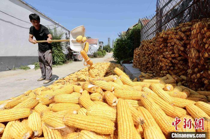 山东|山东秋粮收购进展顺利 现已收购新玉米53.2亿斤