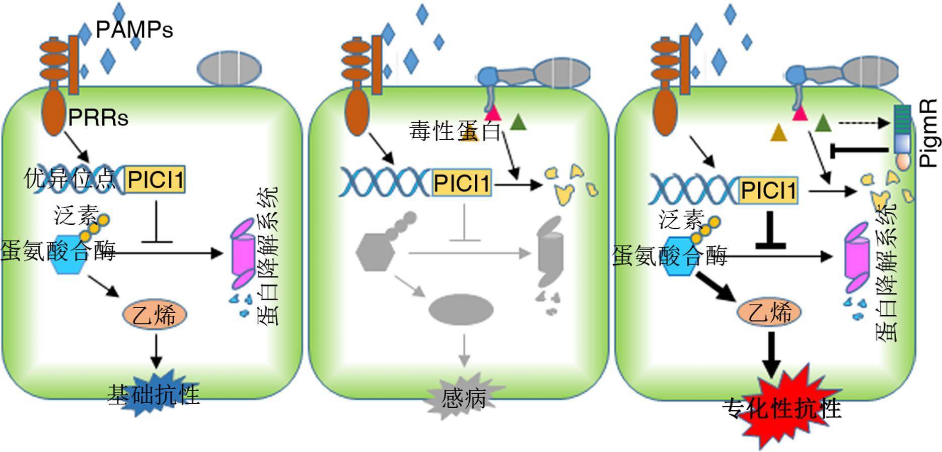 免疫|揭秘水稻与病原菌争夺的重要装备，上海科学家研究上《自然》
