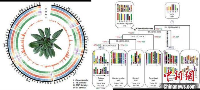 性状|沪科研团队破解染色体级别基因组密码 解析栽培菠菜的“前世今生”