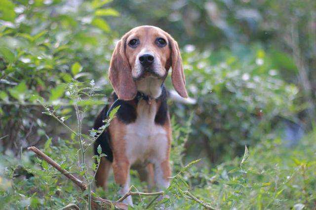 狗狗的耳朵有两种状态,立耳与塌耳.