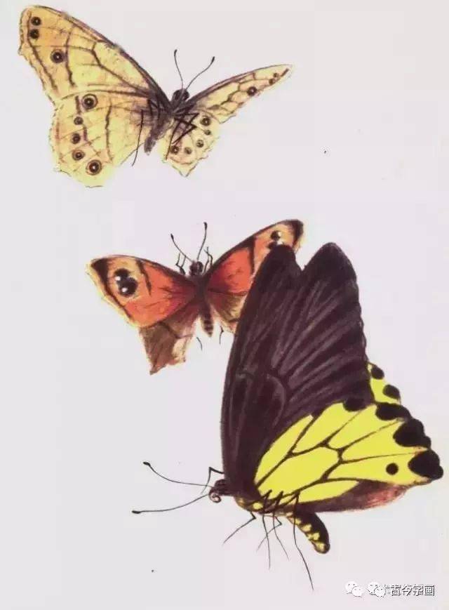 工笔没骨蝴蝶千姿百态画蝴蝶不用愁了