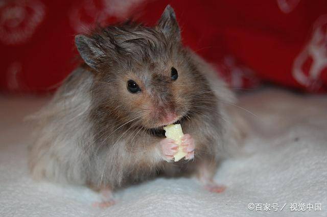 养仓鼠很快乐,但是找对方式才能更快乐_宿舍_笼子_办法