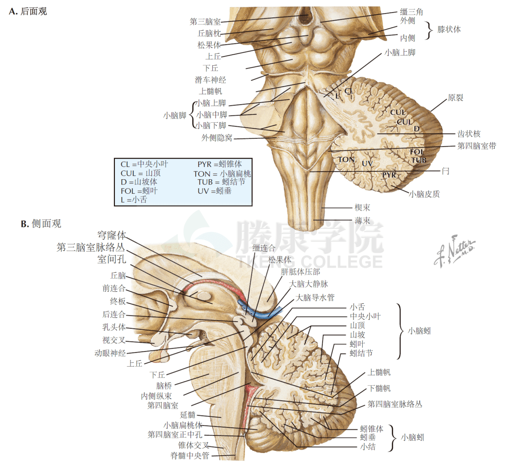小脑齿状核解剖图片