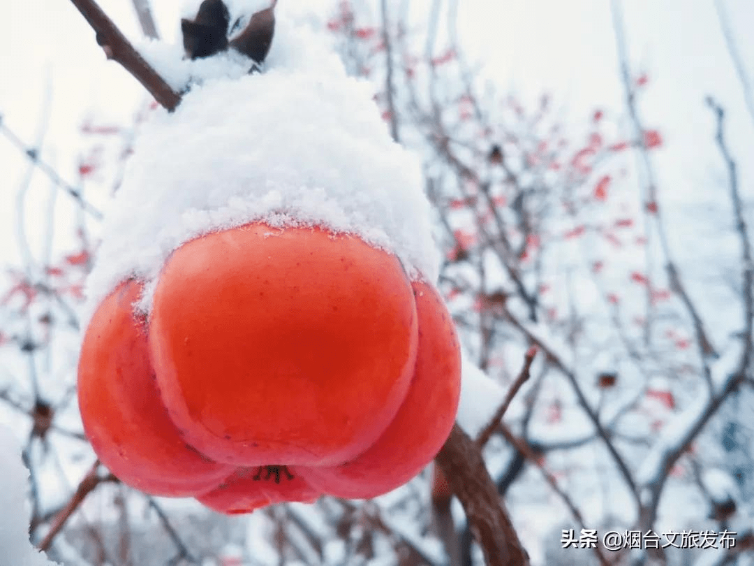 阿雅|雪?雪?雪?雪?雪?！烟台雪景大片海量来袭！