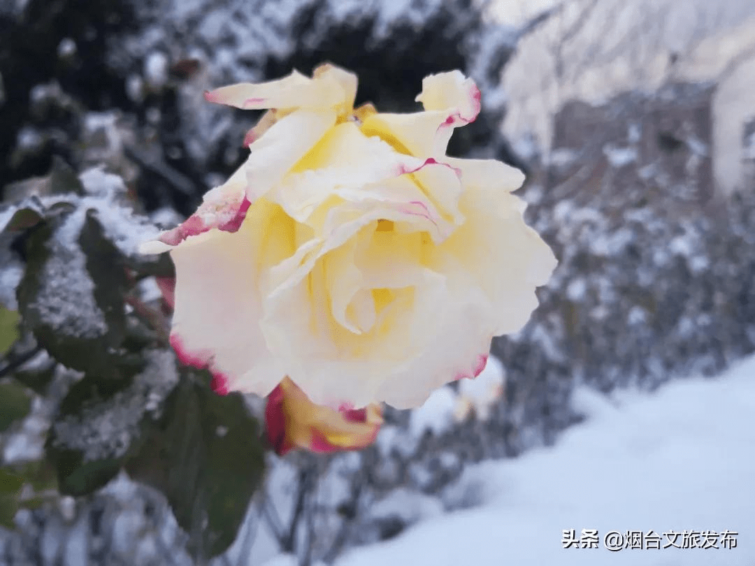 阿雅|雪?雪?雪?雪?雪?！烟台雪景大片海量来袭！