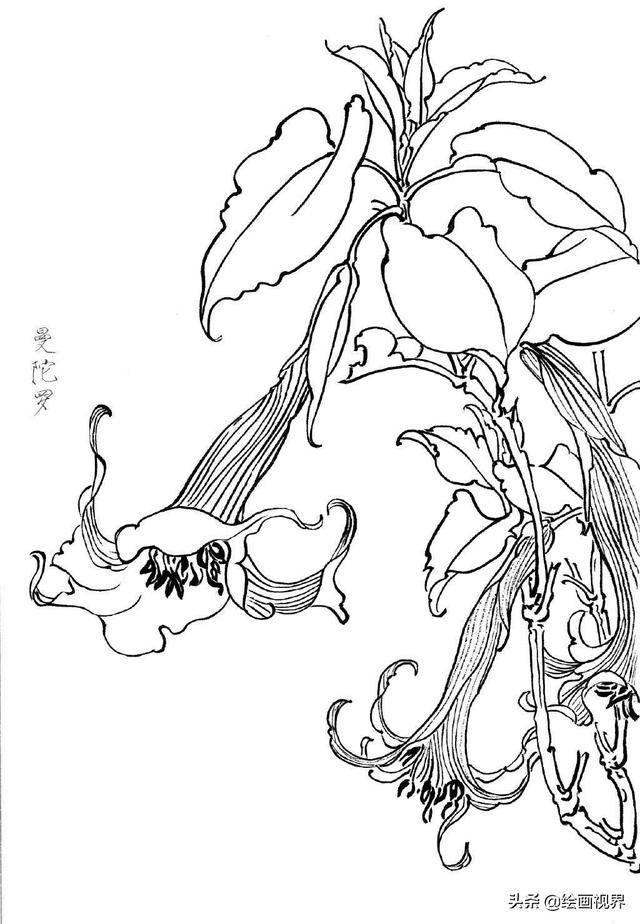 白描知识:从线条到造型教你画线稿,初学者必学知识,收藏临摹_花卉