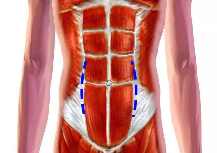 这两条线就是健身圈中常说的马甲线会在腹部两侧形成对称的两条线体脂