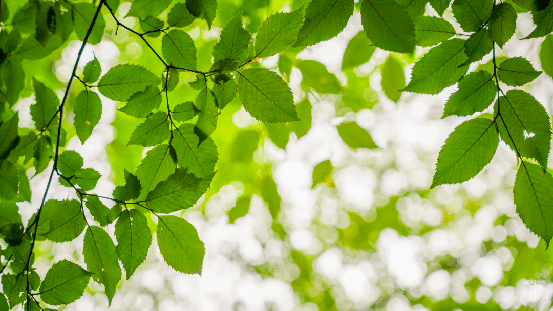 Hello 树先生 武汉市 东湖 普陀