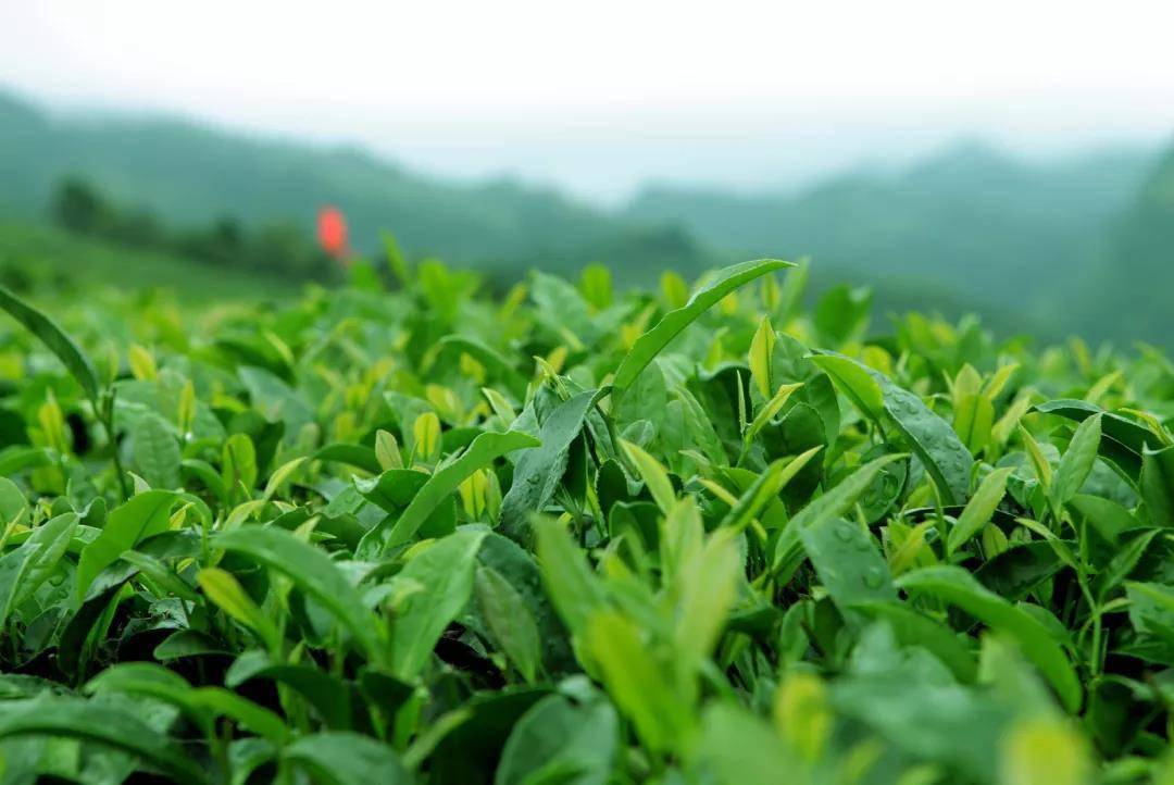 雨城区|乡村振兴丨雅安市雨城区：“多方取才”激活藏茶产业“人才引擎”