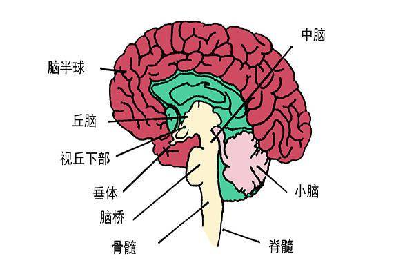 腦血栓來之前,通常會給出4個