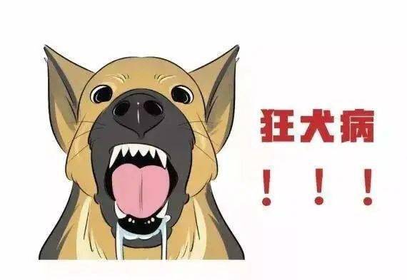 接种|健康教育丨被猫狗抓伤咬伤 应及时清洗伤口