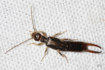 99%的人见过这小虫虫,但叫不出名字